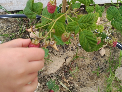 A framboeseira deu framboesas muito saborosas